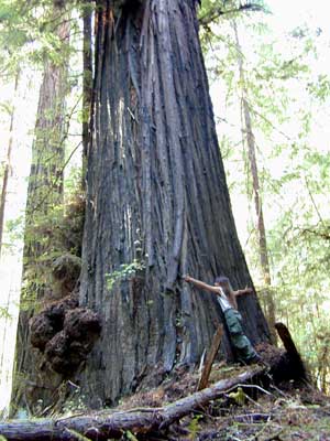 Jill Engels - Tree Hugger!